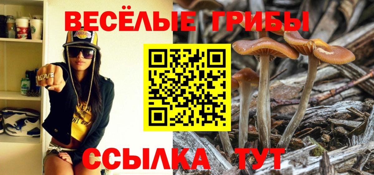 Тимашёвск  Псилоцибиновые грибы мицелий  Вход с VPN 